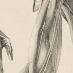 human muscle anatomy